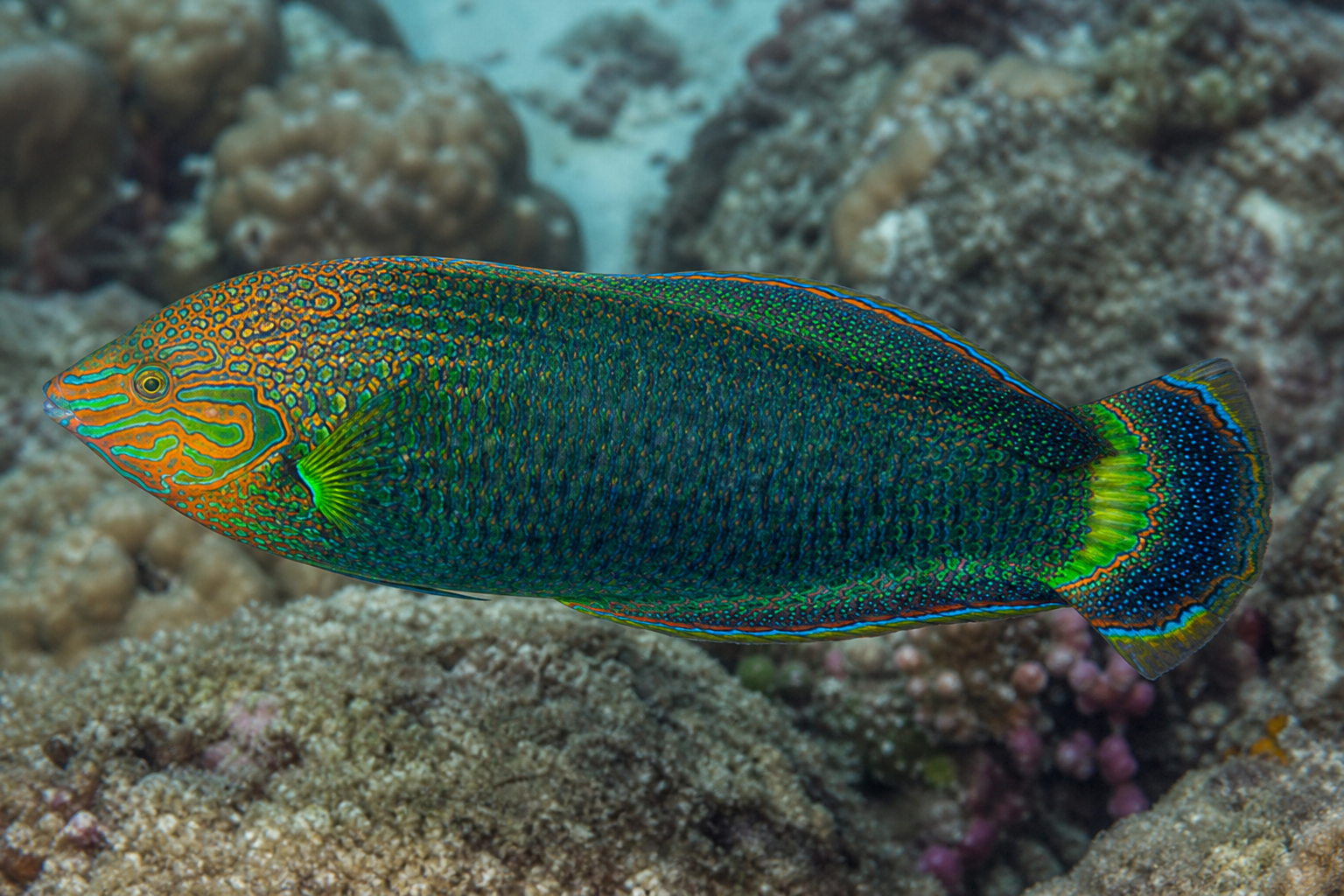 Donkere lipvis (Halichoeres marginatus)