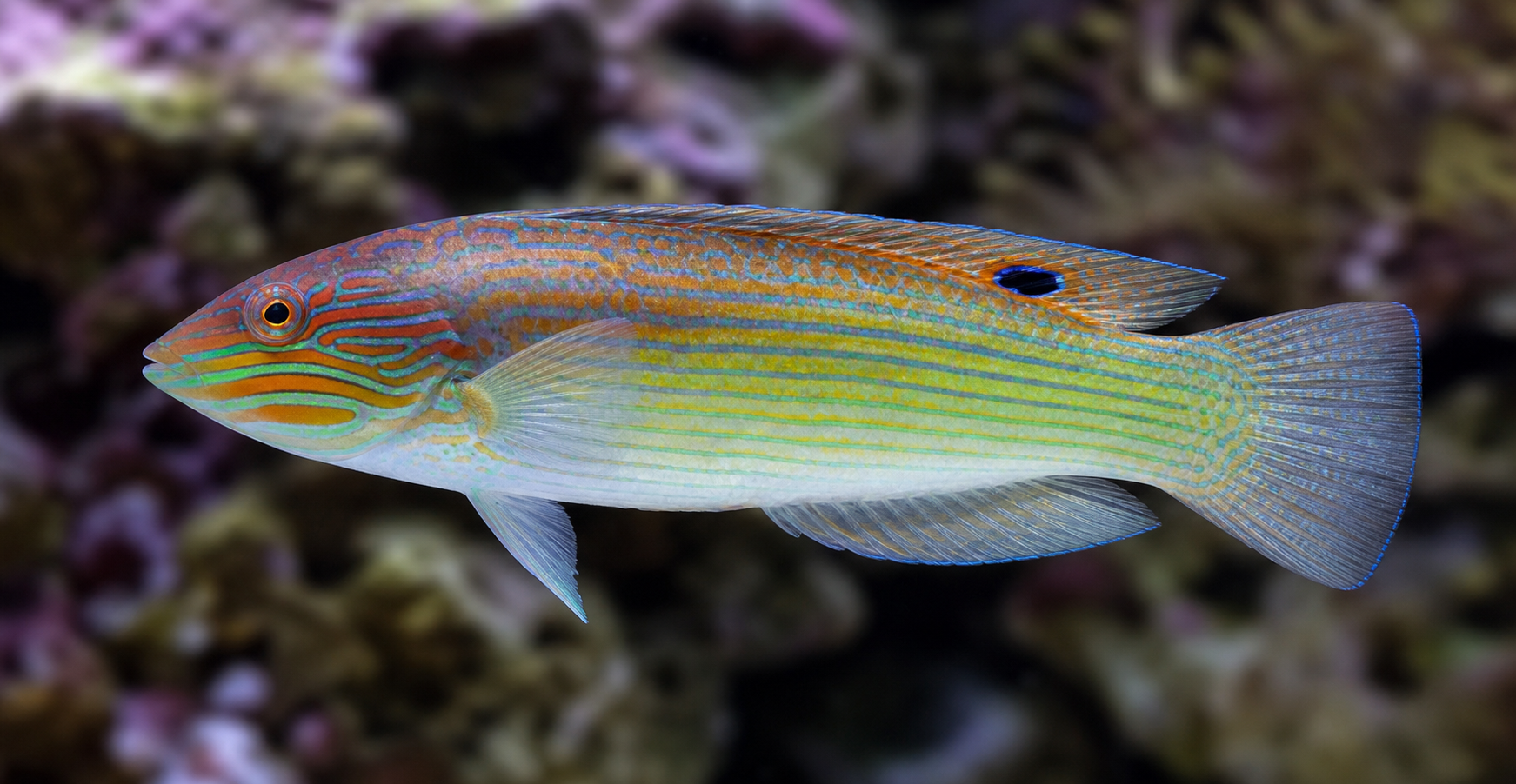 Bodião-de-Timor (Halichoeres timorensis)