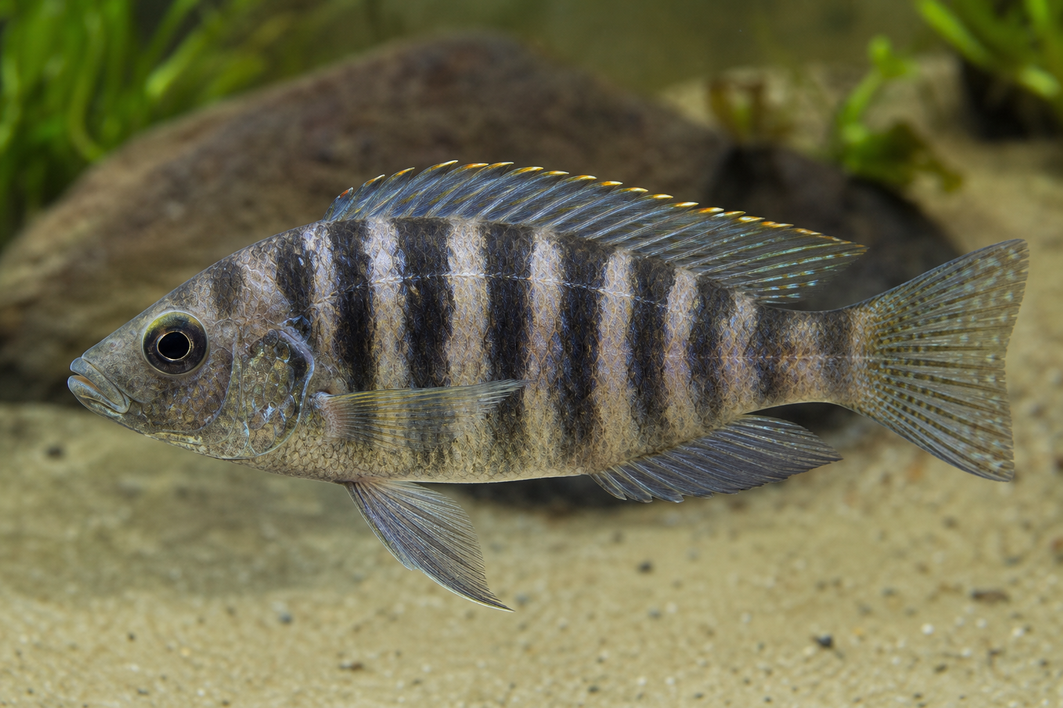 Zebra-obliquidenscichlide (Haplochromis obliquidens)