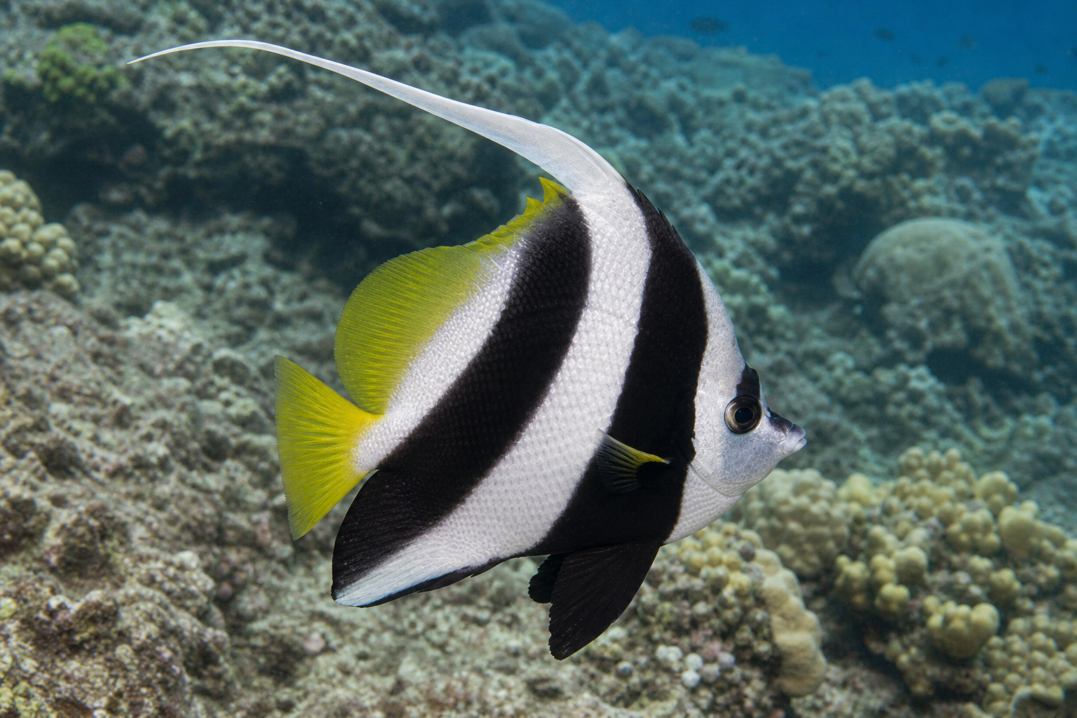 Pesce bandiera pinnalunga (Heniochus acuminatus)