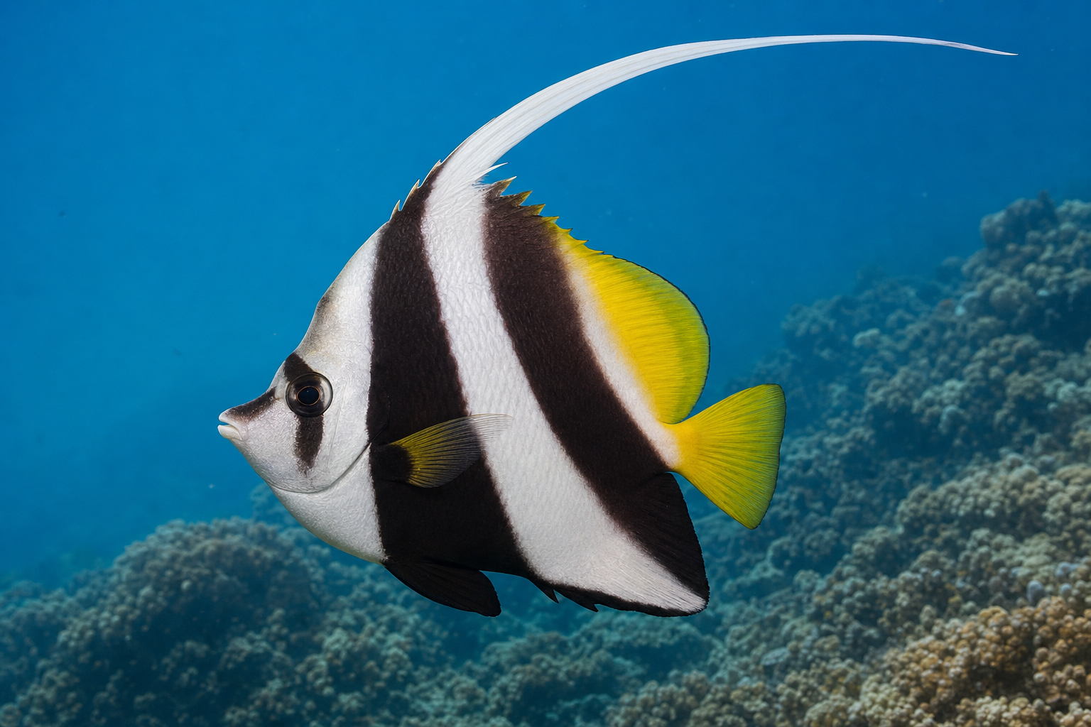 Peixe-estandarte-de-cardume (Heniochus diphreutes)