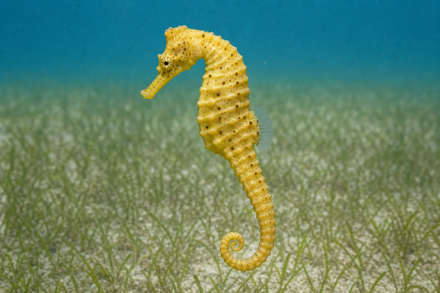 Gewöhnliches Gelbes Seepferdchen (Hippocampus kuda)