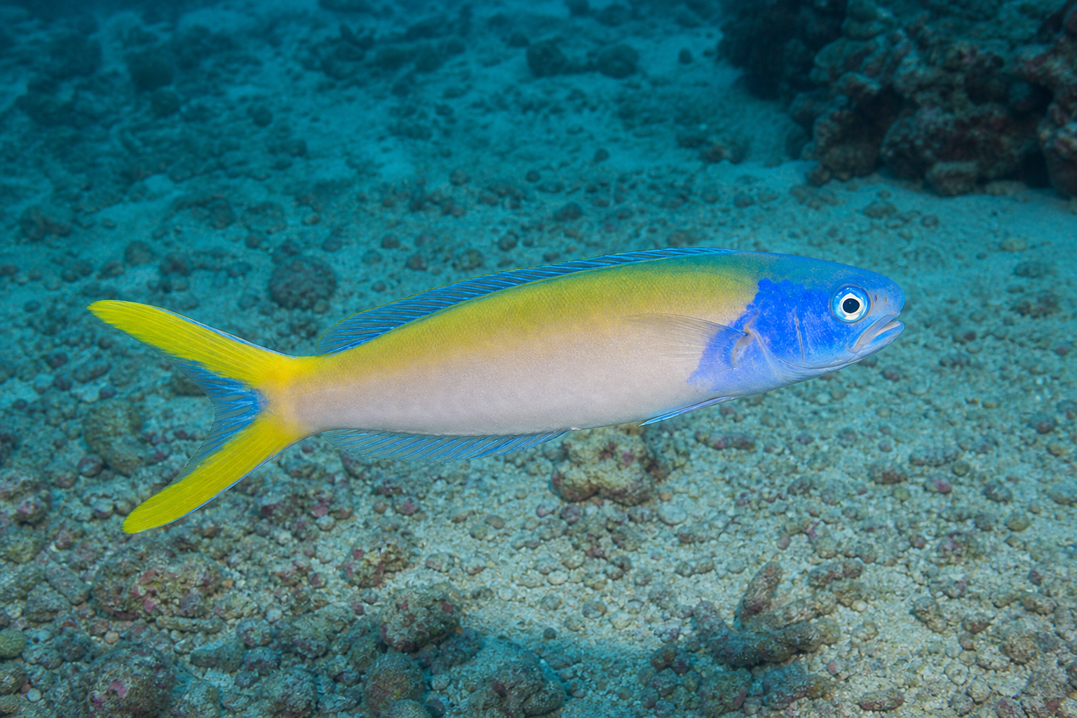 Pez blanquillo de Starck (Hoplolatilus starcki)