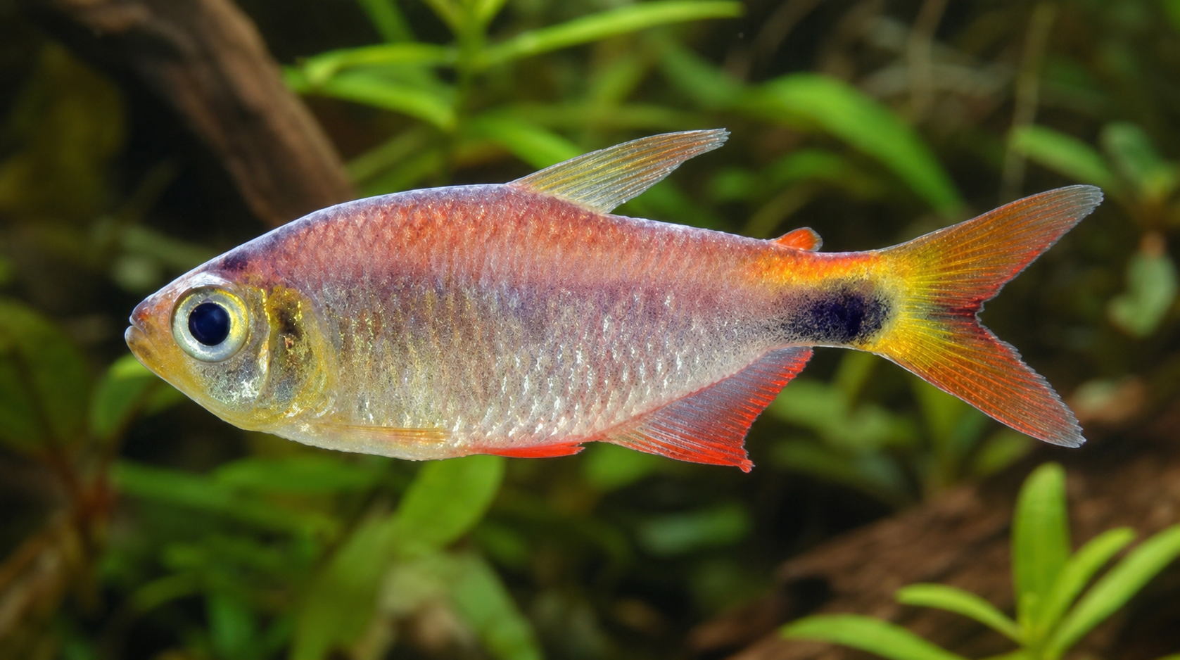 Dawn tetra (Hyphessobrycon eos)
