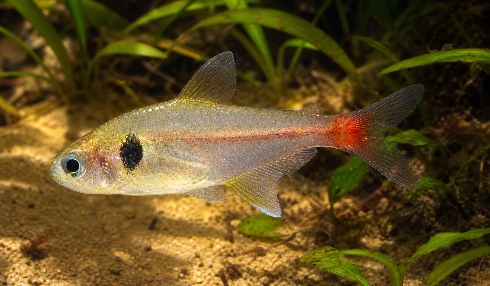 Tetra fantasma giallo (Hyphessobrycon roseus)