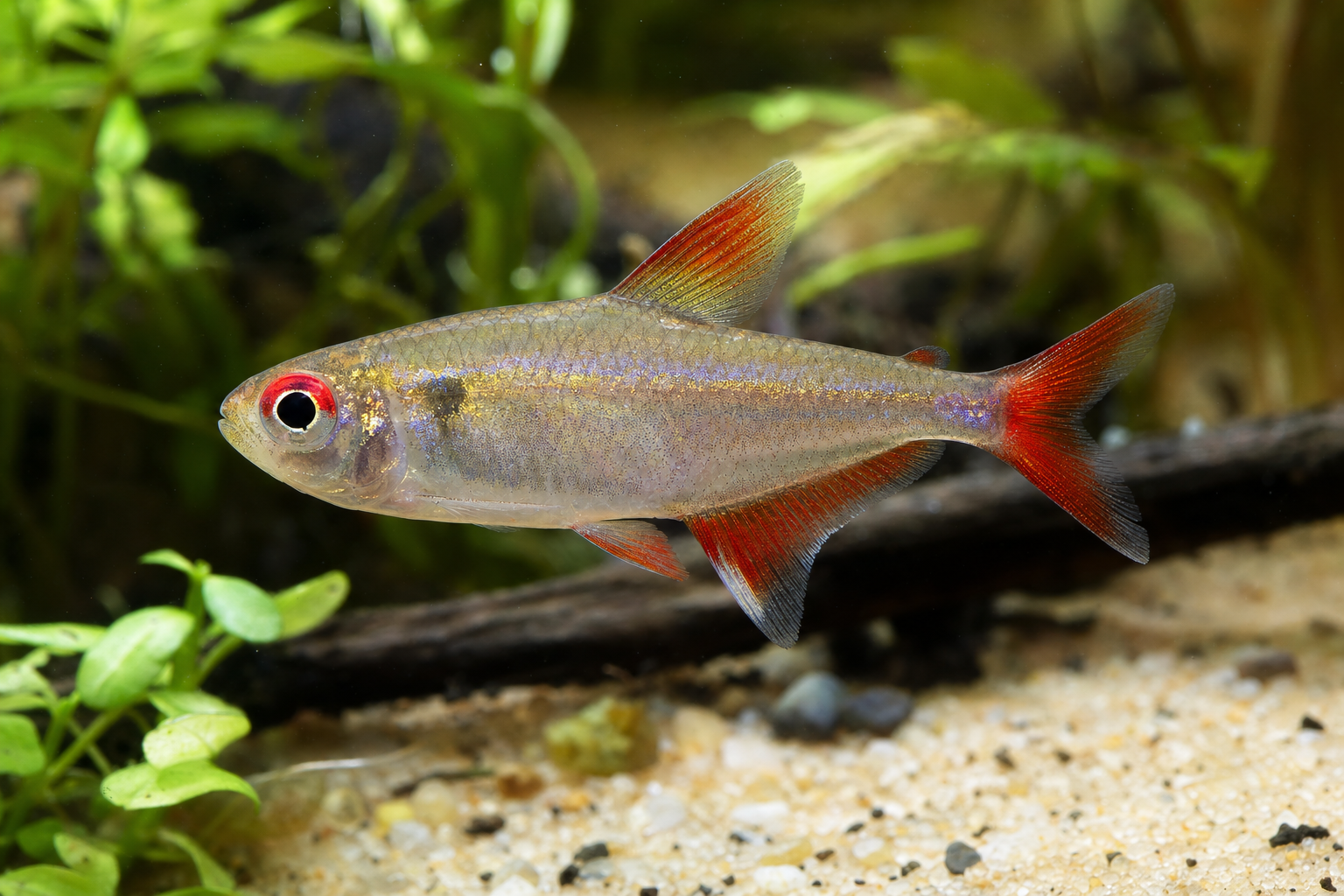 Wadai tetra (Hyphessobrycon wadai)