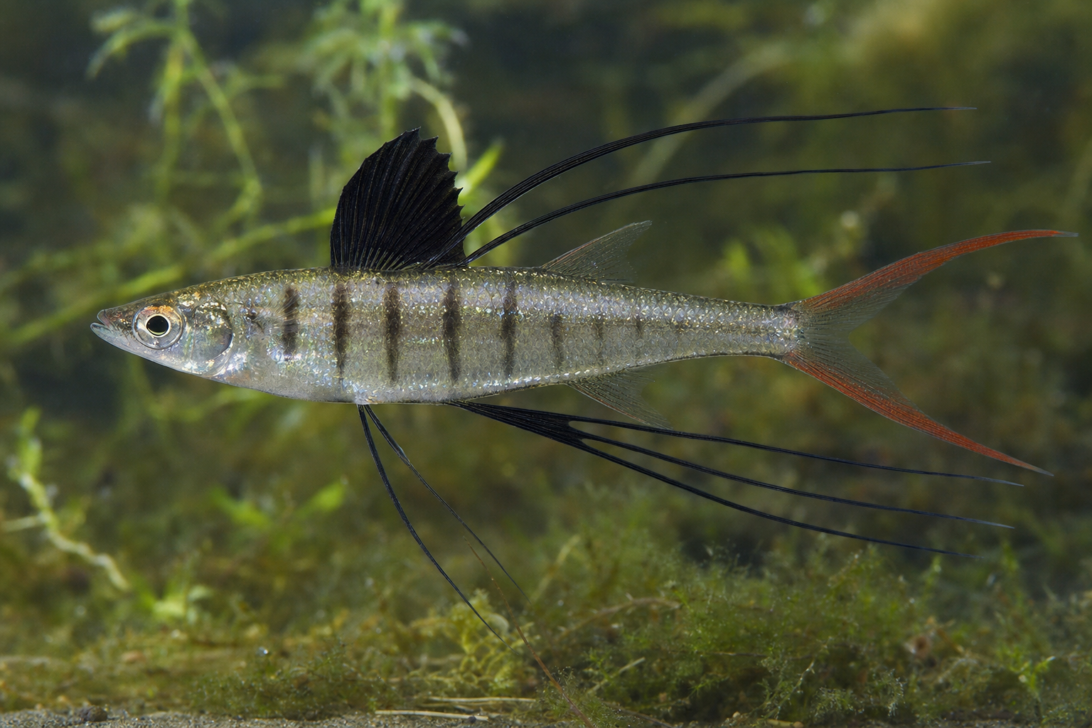 Arc-en-ciel filigrane (Iriatherina werneri)