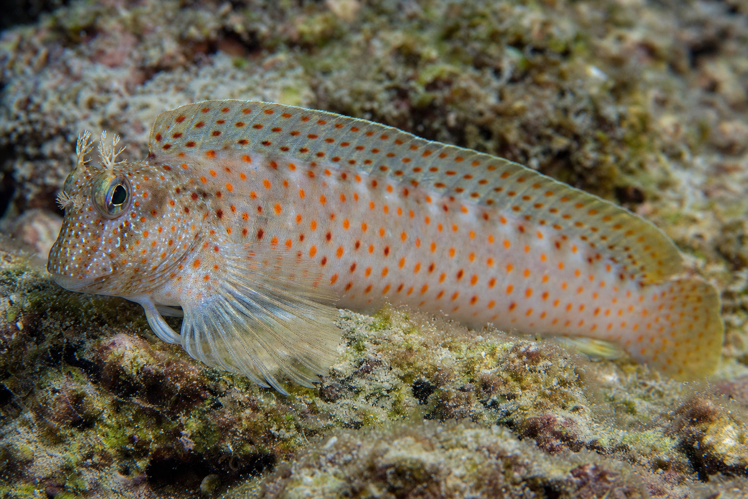 Ślizg czerwonoplamy (Istiblennius chrysospilos)