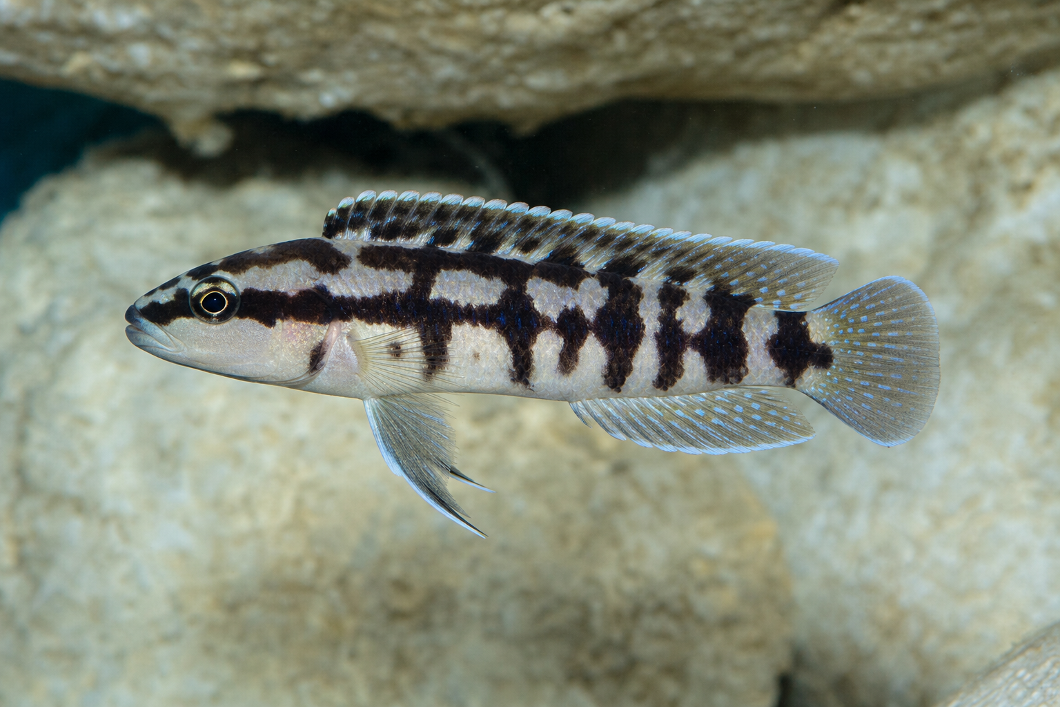 Maskierter Schlankcichlide (Julidochromis transcriptus)