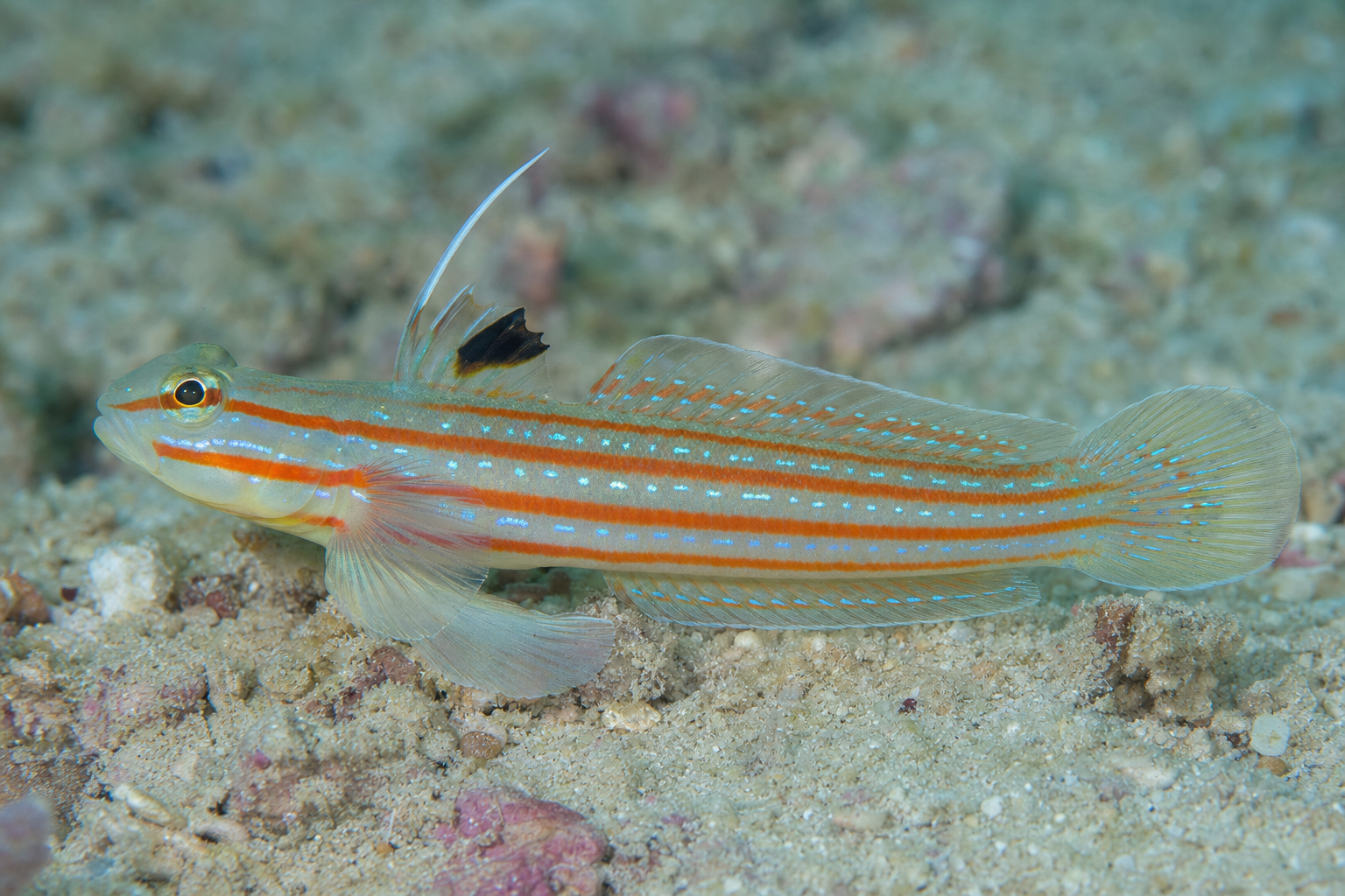 Rainford's goby