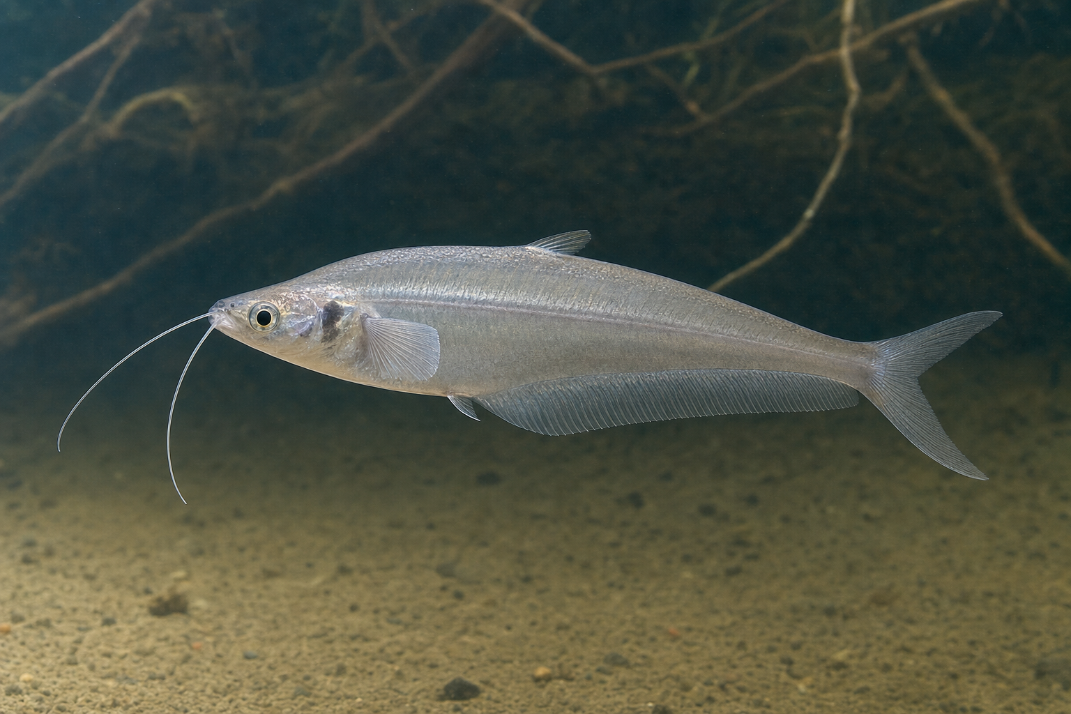 Poisson-chat de verre (Kryptopterus bicirrhis)