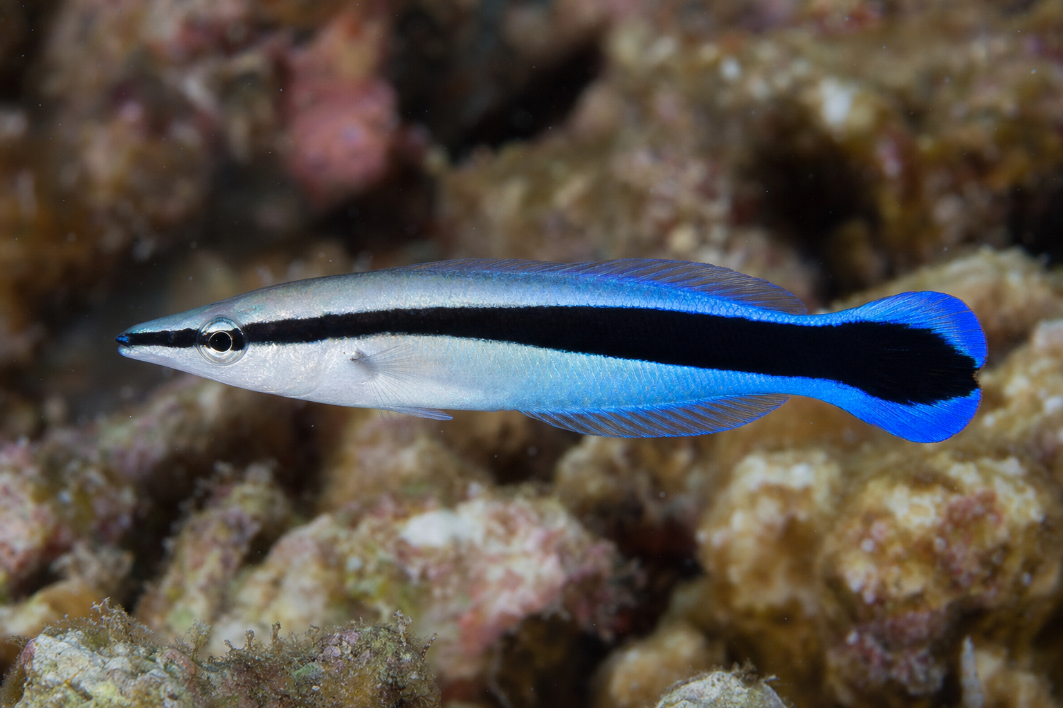 Labro pulitore striscia blu (Labroides dimidiatus)