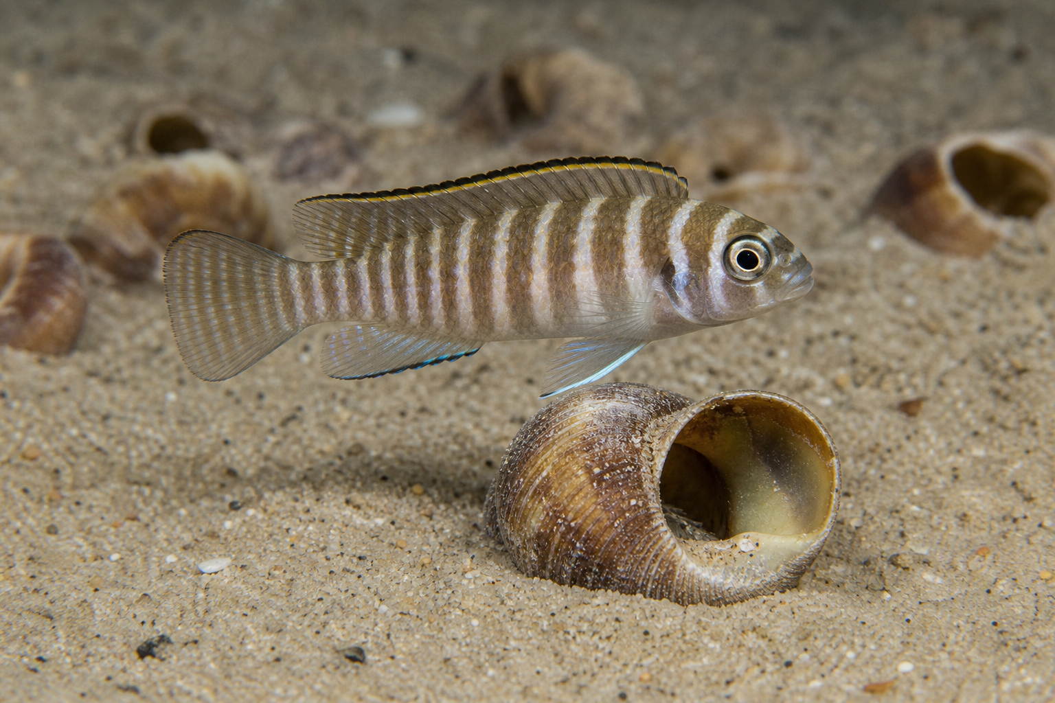 Lamprologus similis (Lamprologus similis)