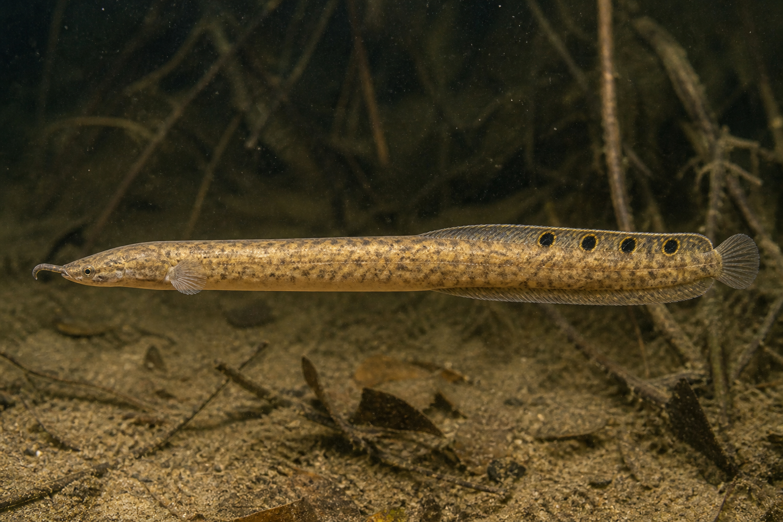 Peacock Eel (Macrognathus siamensis)