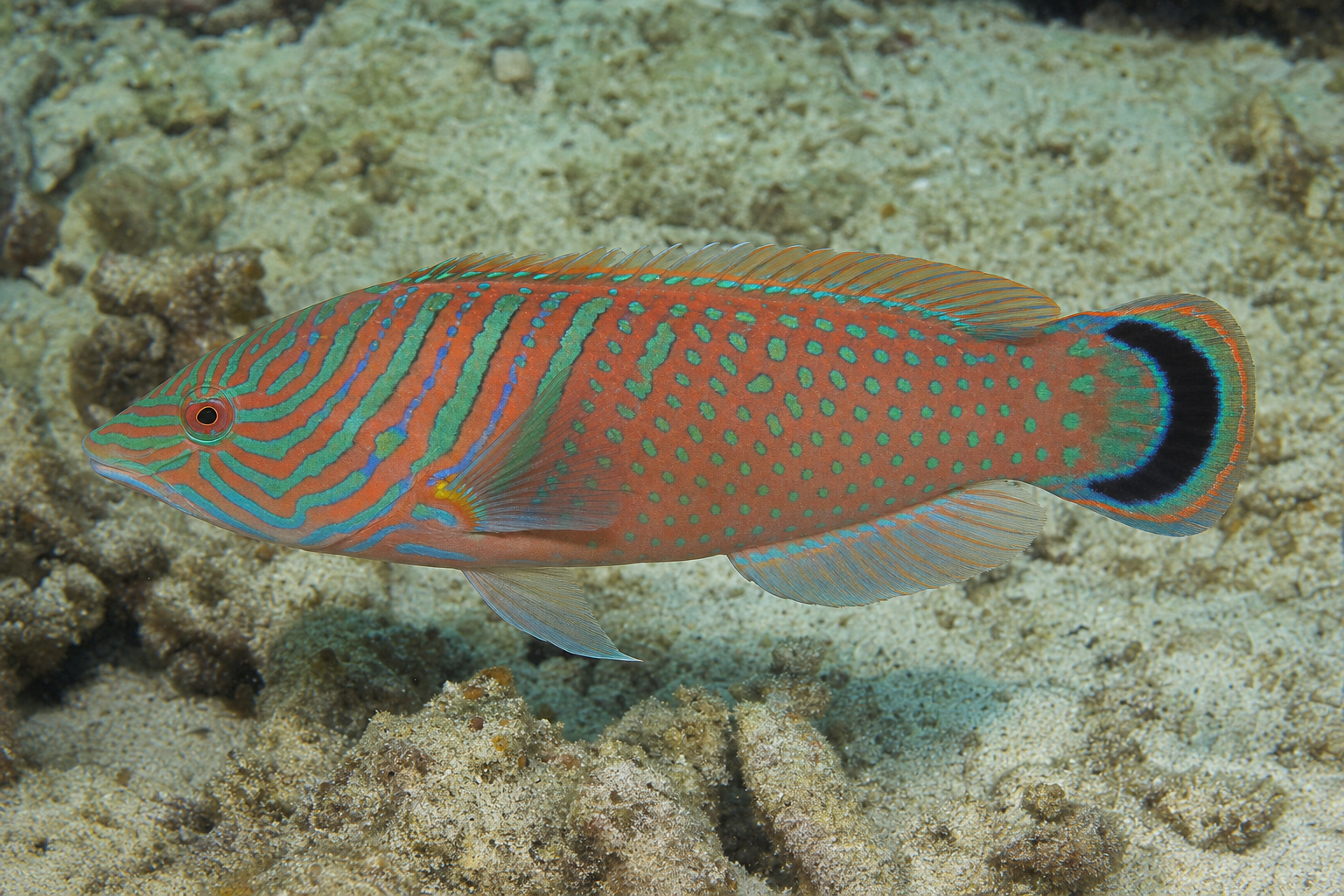 Wargatek lamparci dwudzielny (Macropharyngodon bipartitus)