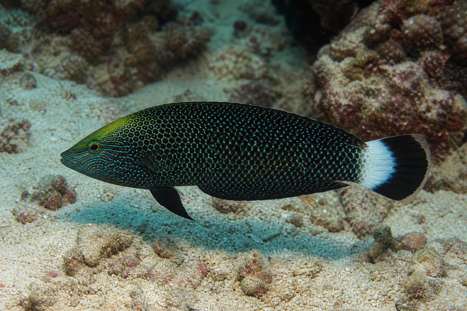 Black leopard wrasse