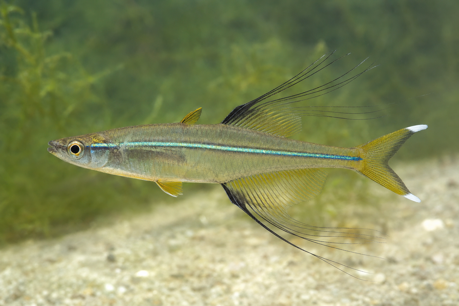 Celebes-Regenbogenfisch