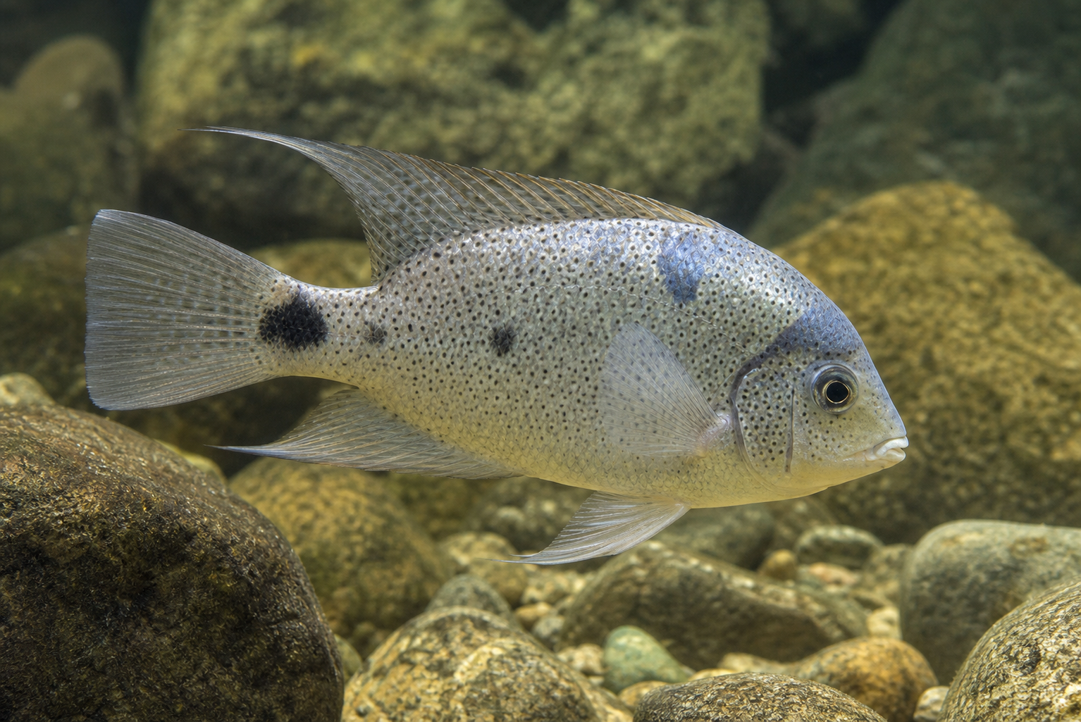 Pielęgnica srebrna (Maskaheros argenteus)