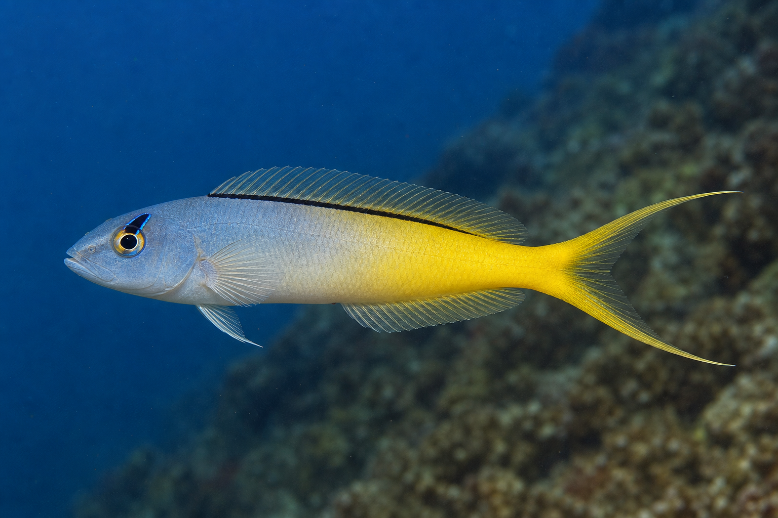 Forktail fang blenny