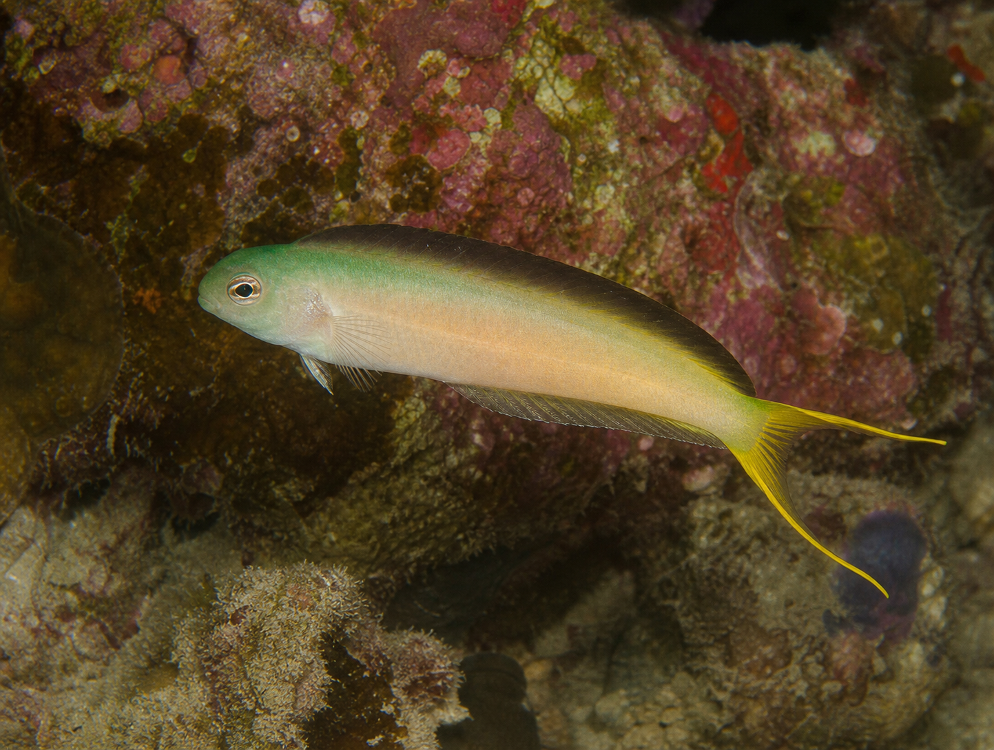 Mozambique fang blenny