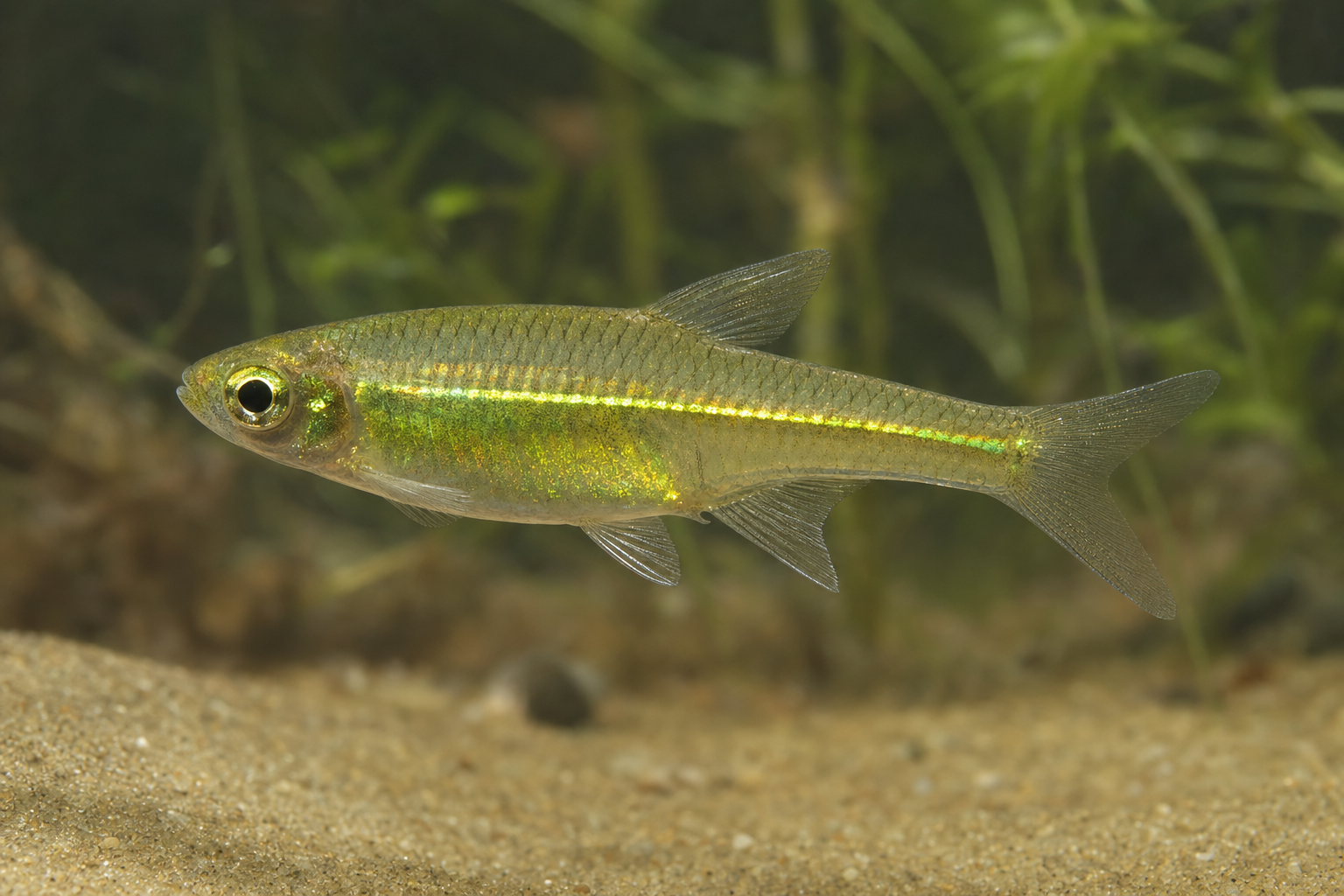 Razbora neonowa zielona (Microdevario kubotai)