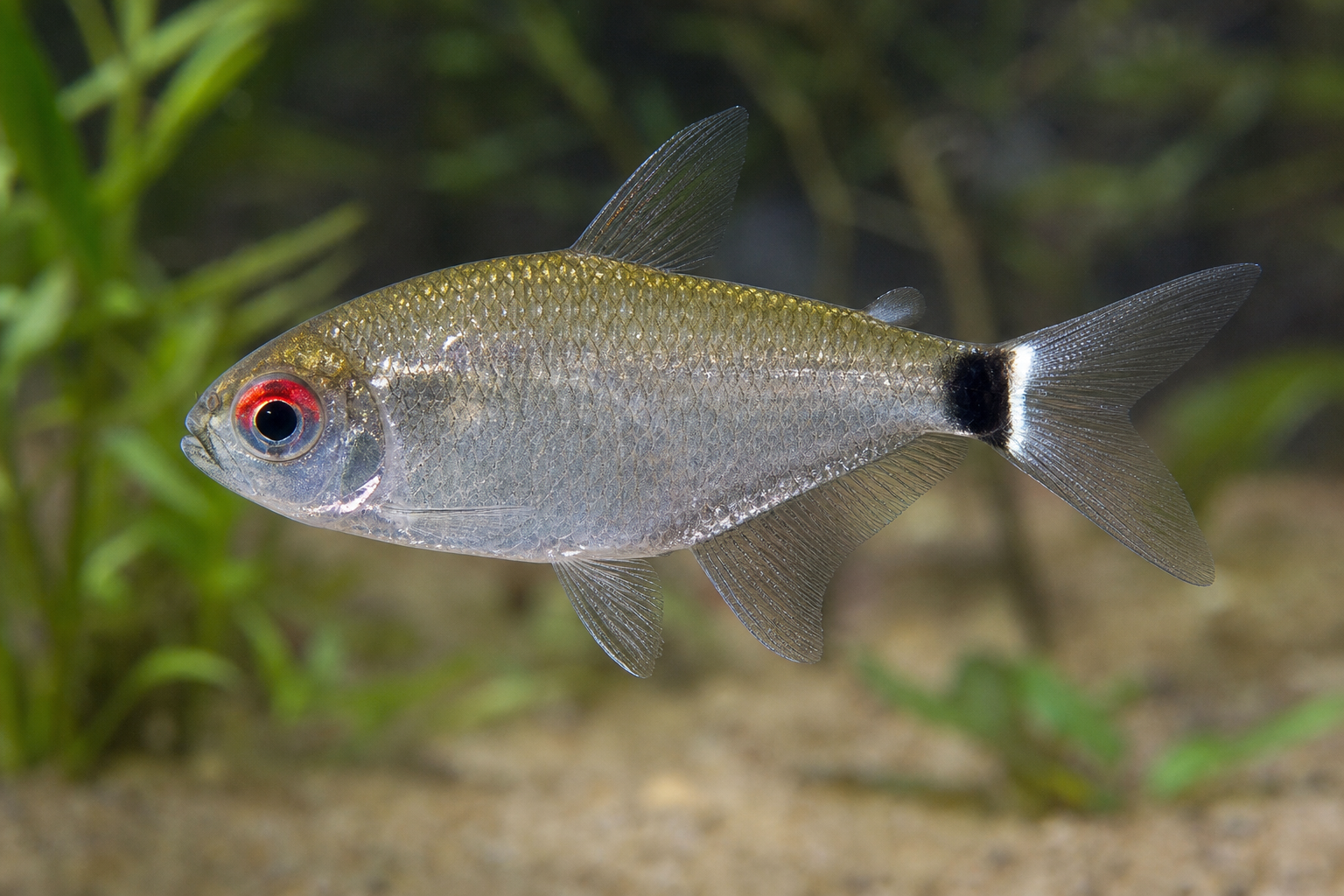 Tetra occhi rossi (Moenkhausia sanctaefilomenae)