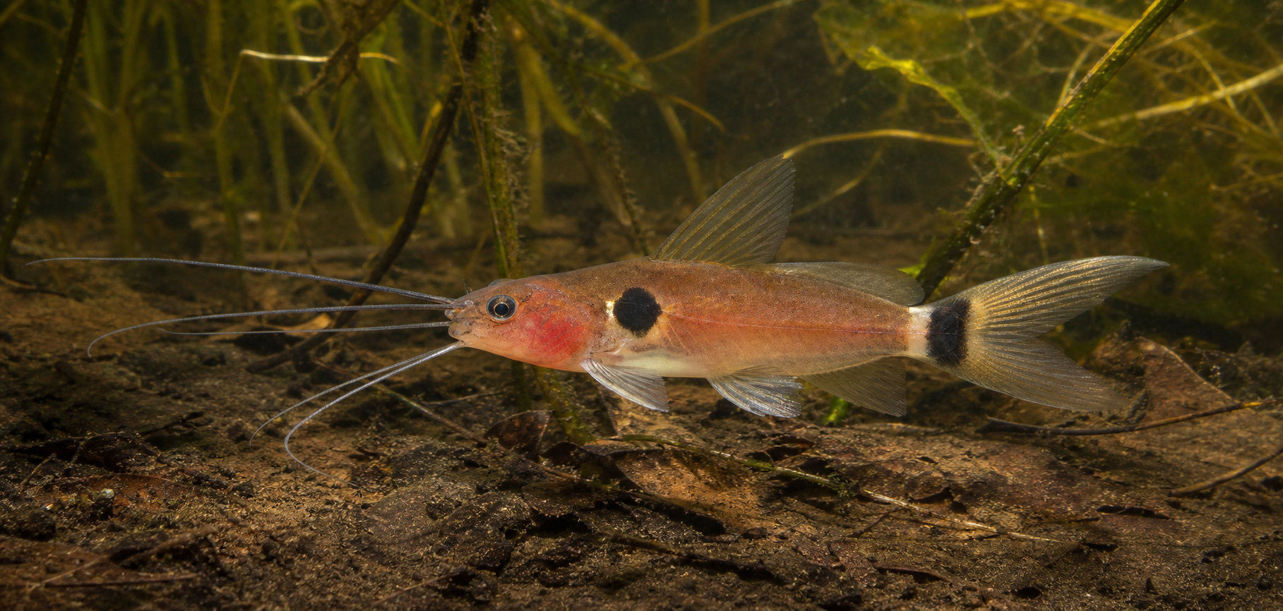 Bagre de dos puntos (Mystus bimaculatus)
