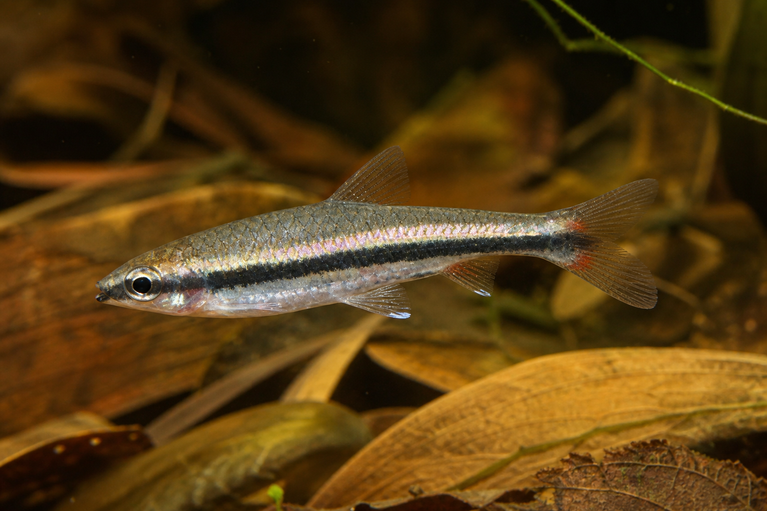 Golden pencilfish