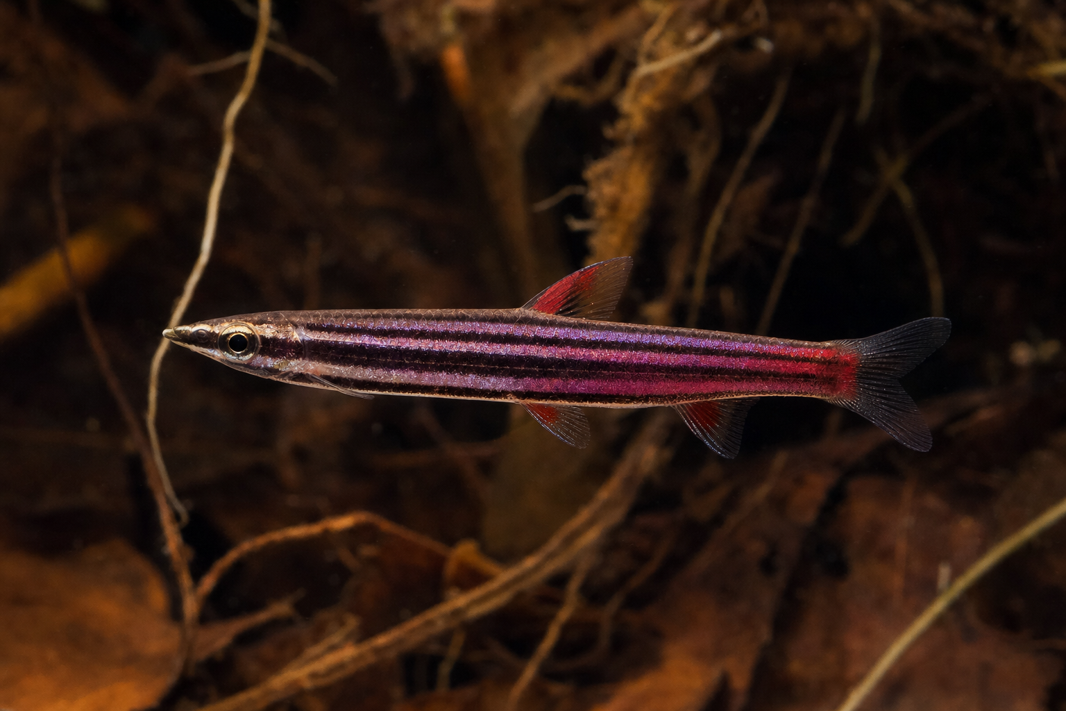 Peixe-lápis-púrpura (Nannostomus rubrocaudatus)