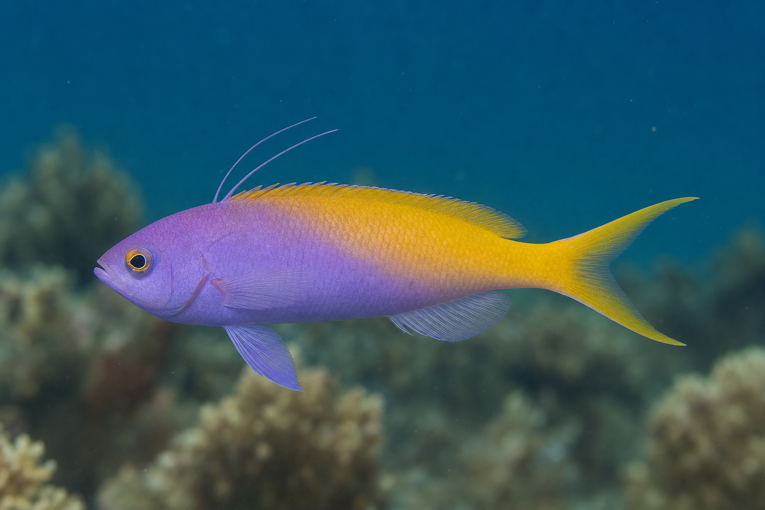 Anthias de Carberry (Nemanthias carberryi)
