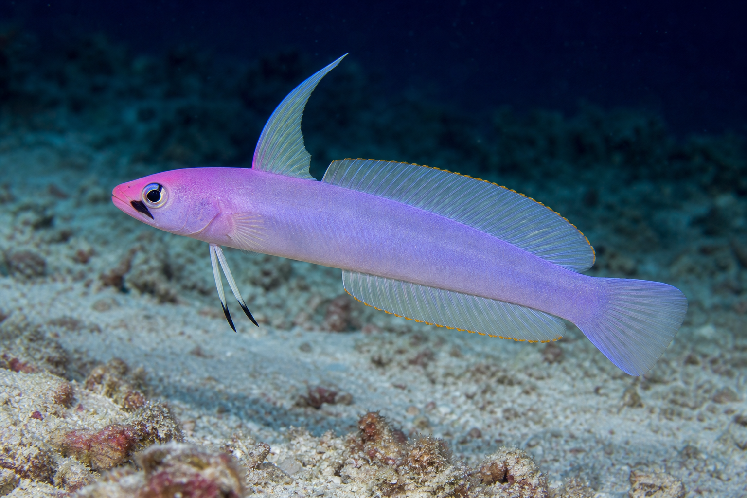 Helfrich's firefish