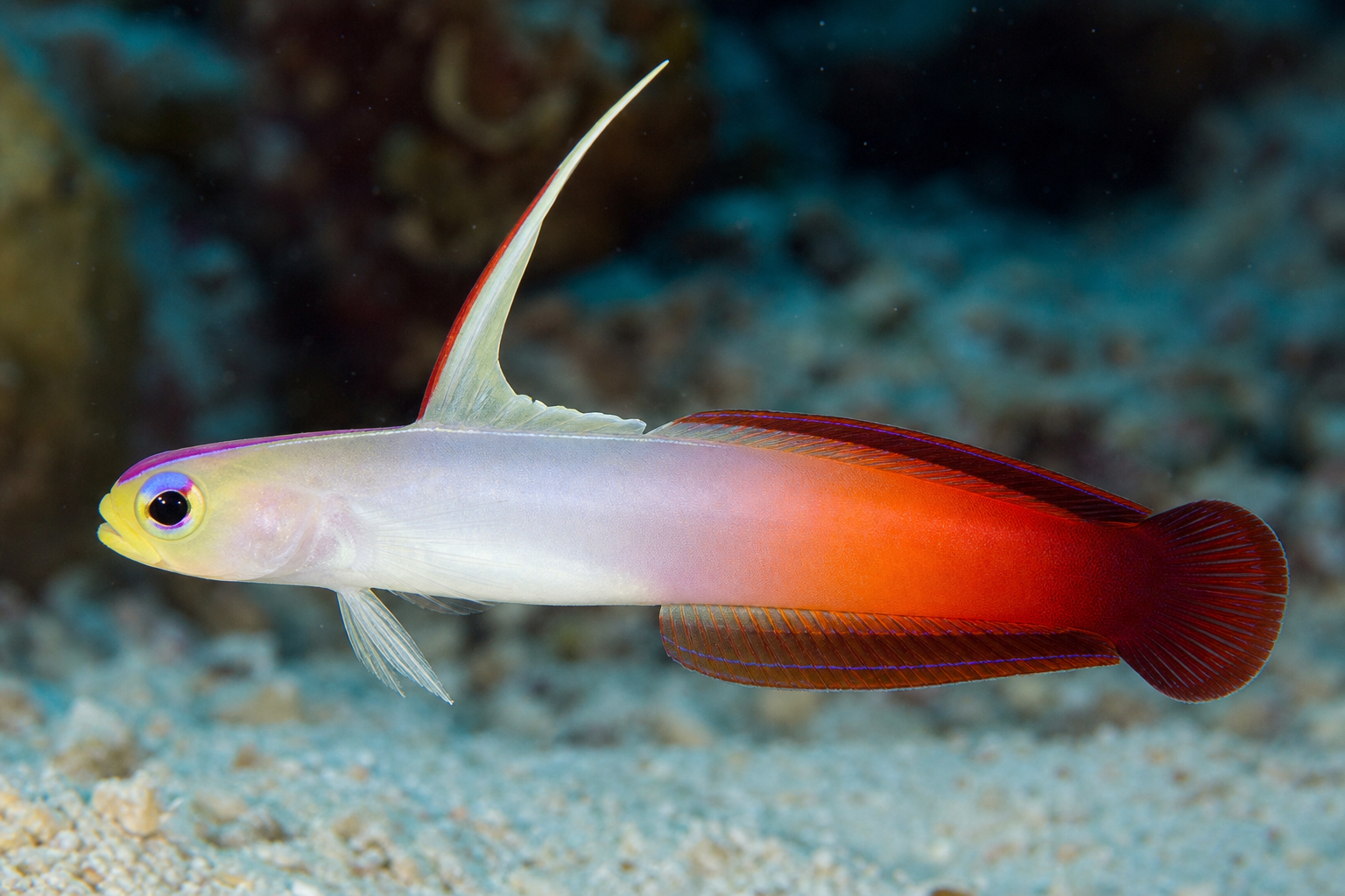 Pesce dardo di fuoco (Nemateleotris magnifica)