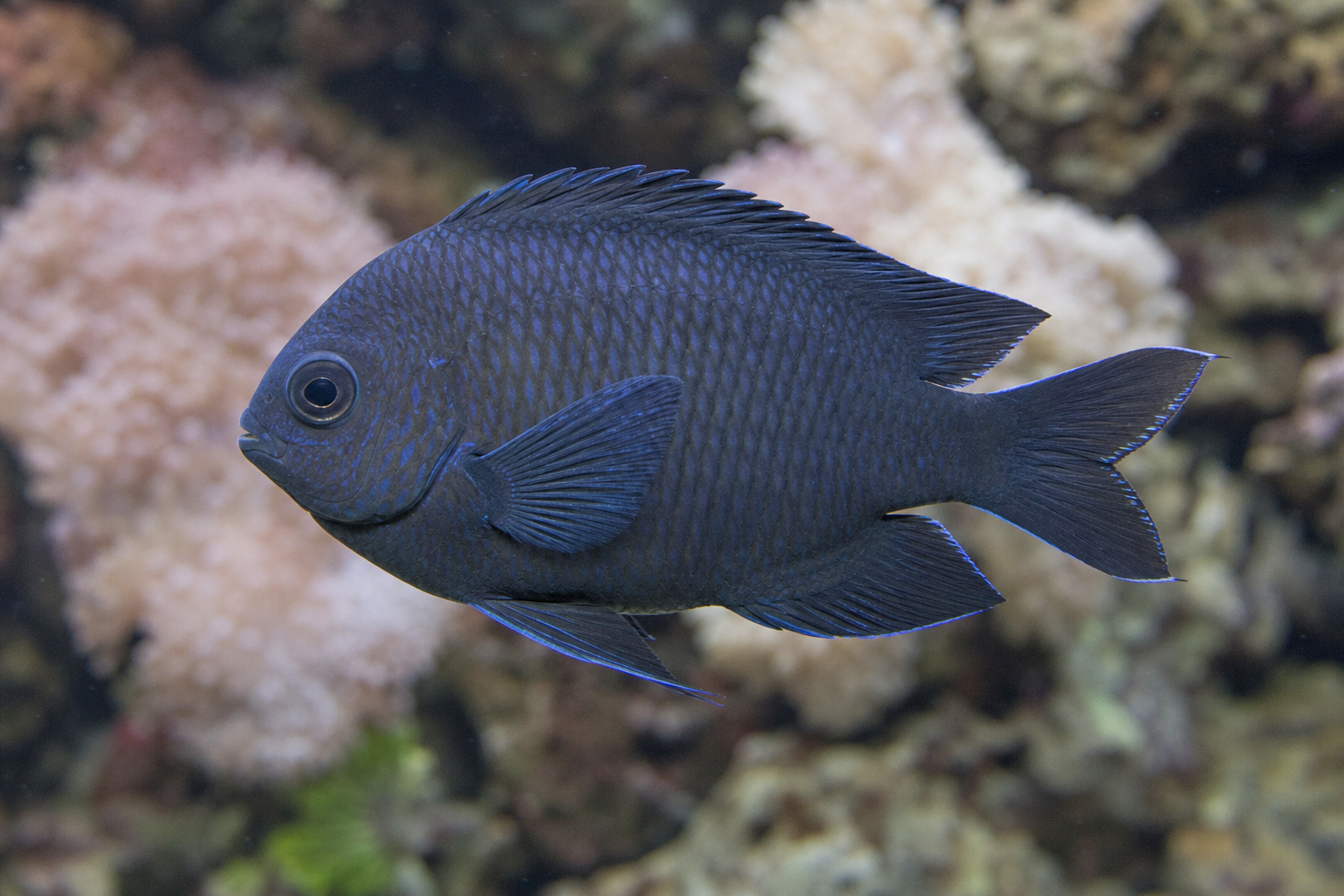 Vielstachliger Riffbarsch (Neoglyphidodon polyacanthus)