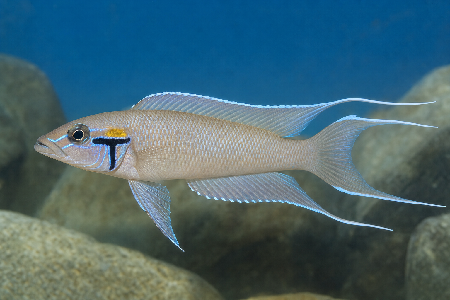 Princesse du Burundi (Neolamprologus brichardi)