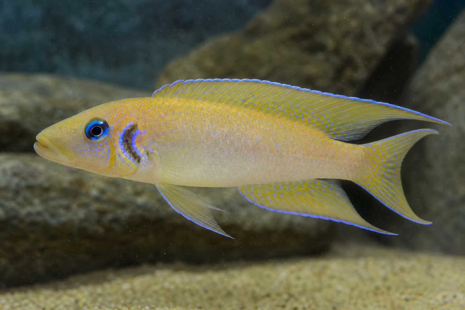 Narzissenbuntbarsch (Neolamprologus pulcher)