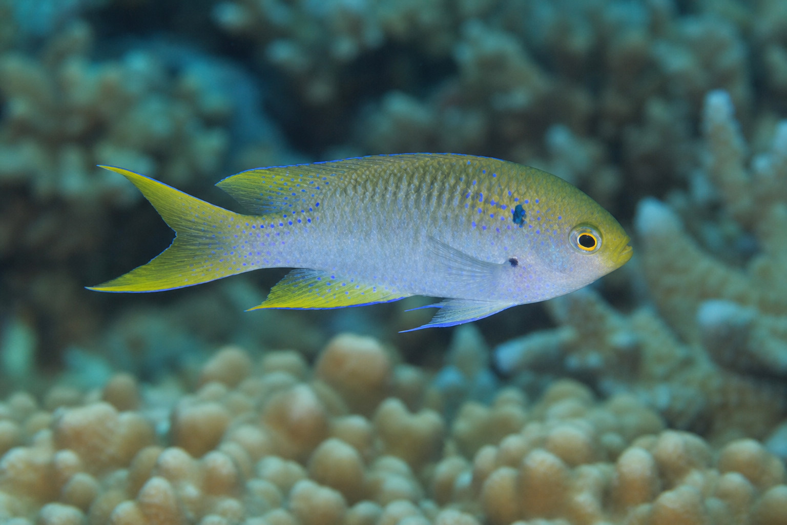 Demoiselle-de-cauda-amarela (Neopomacentrus nemurus)