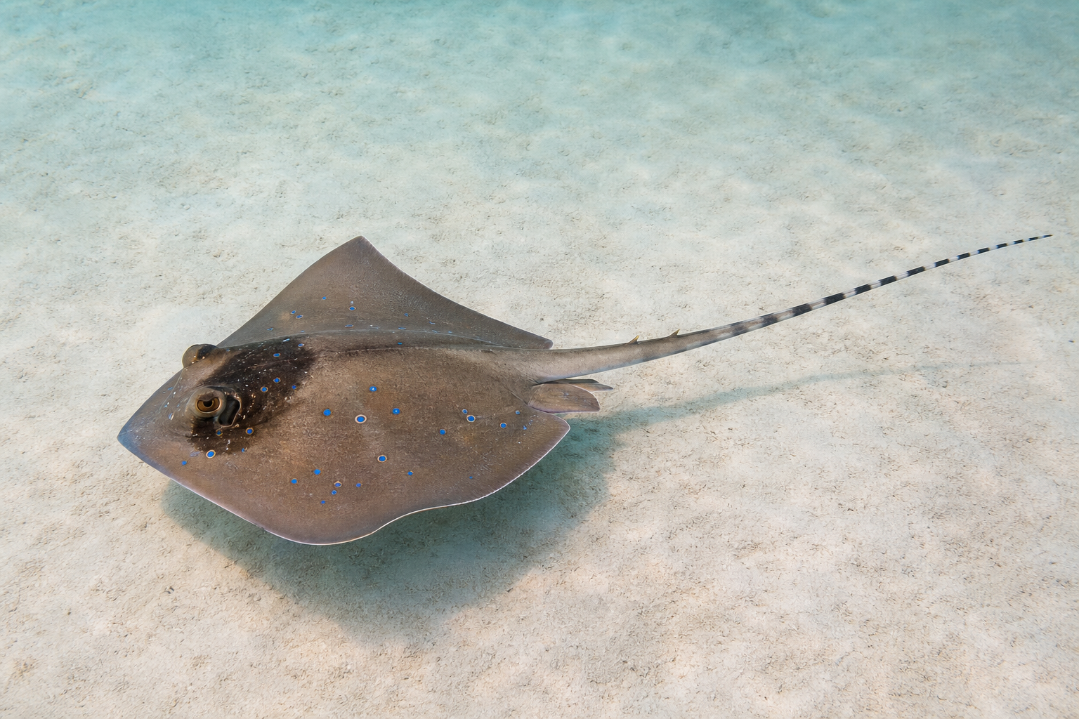 Bluespotted stingray