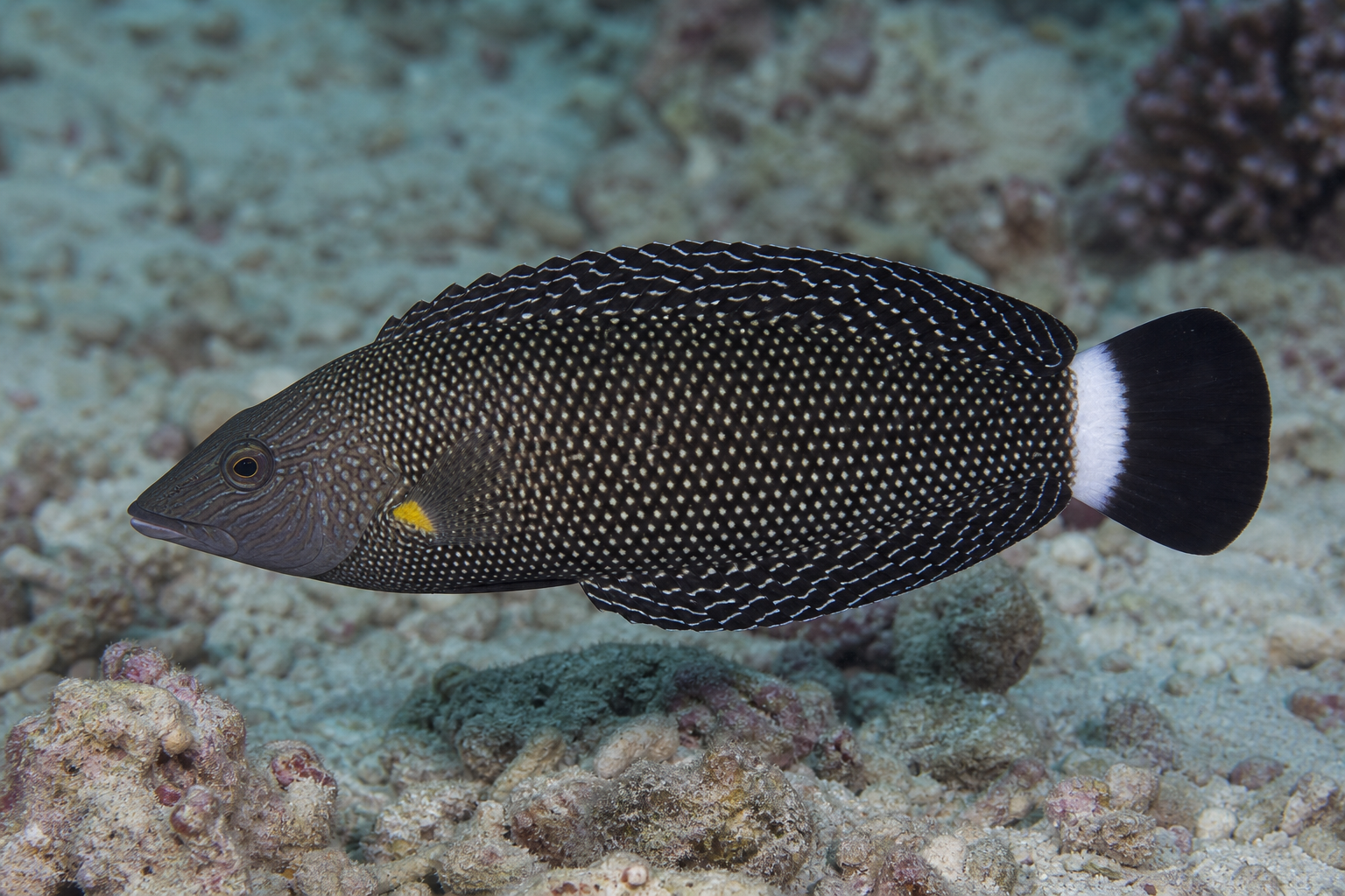 Rockmover wrasse