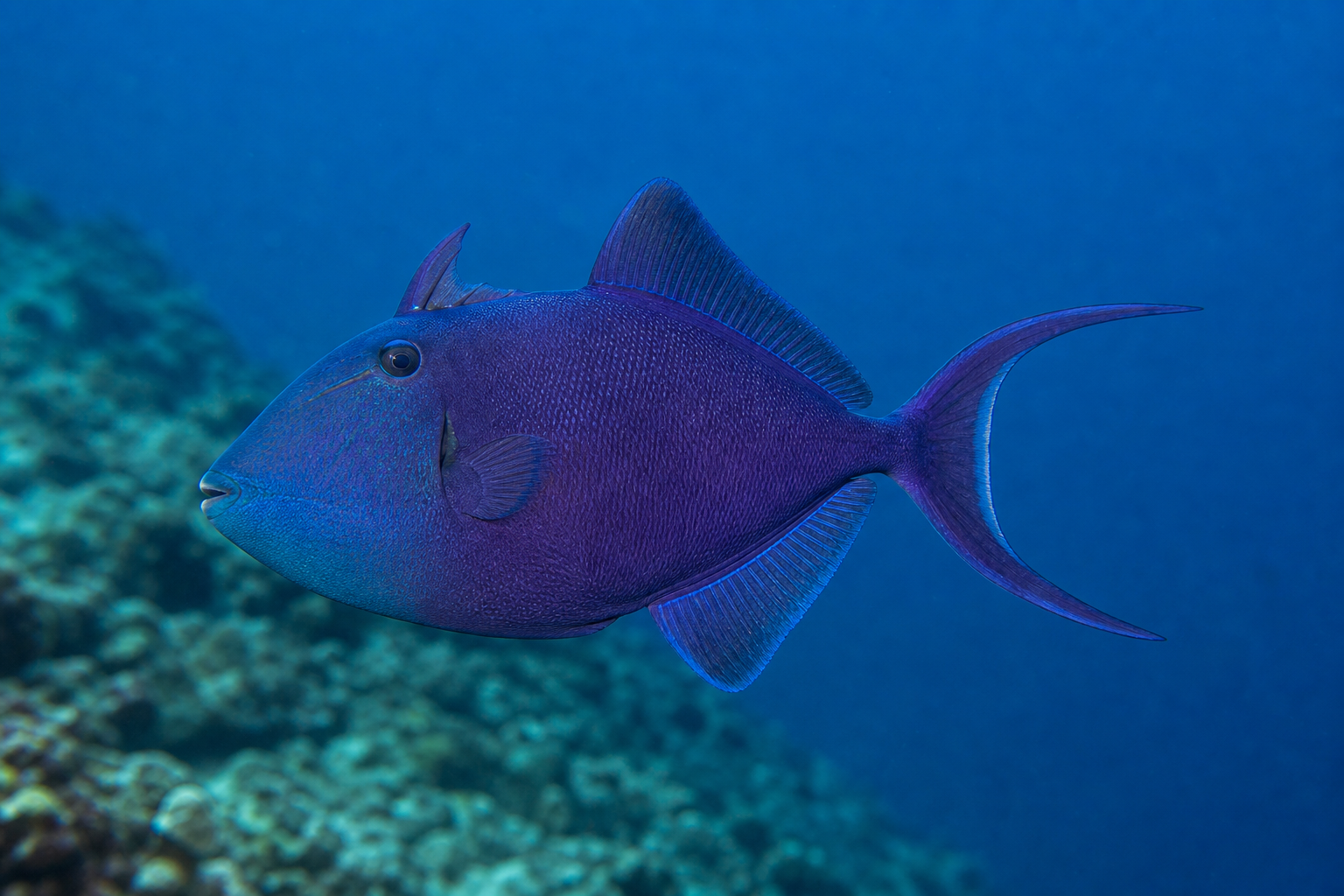 Rotzahn-Drückerfisch (Odonus niger)