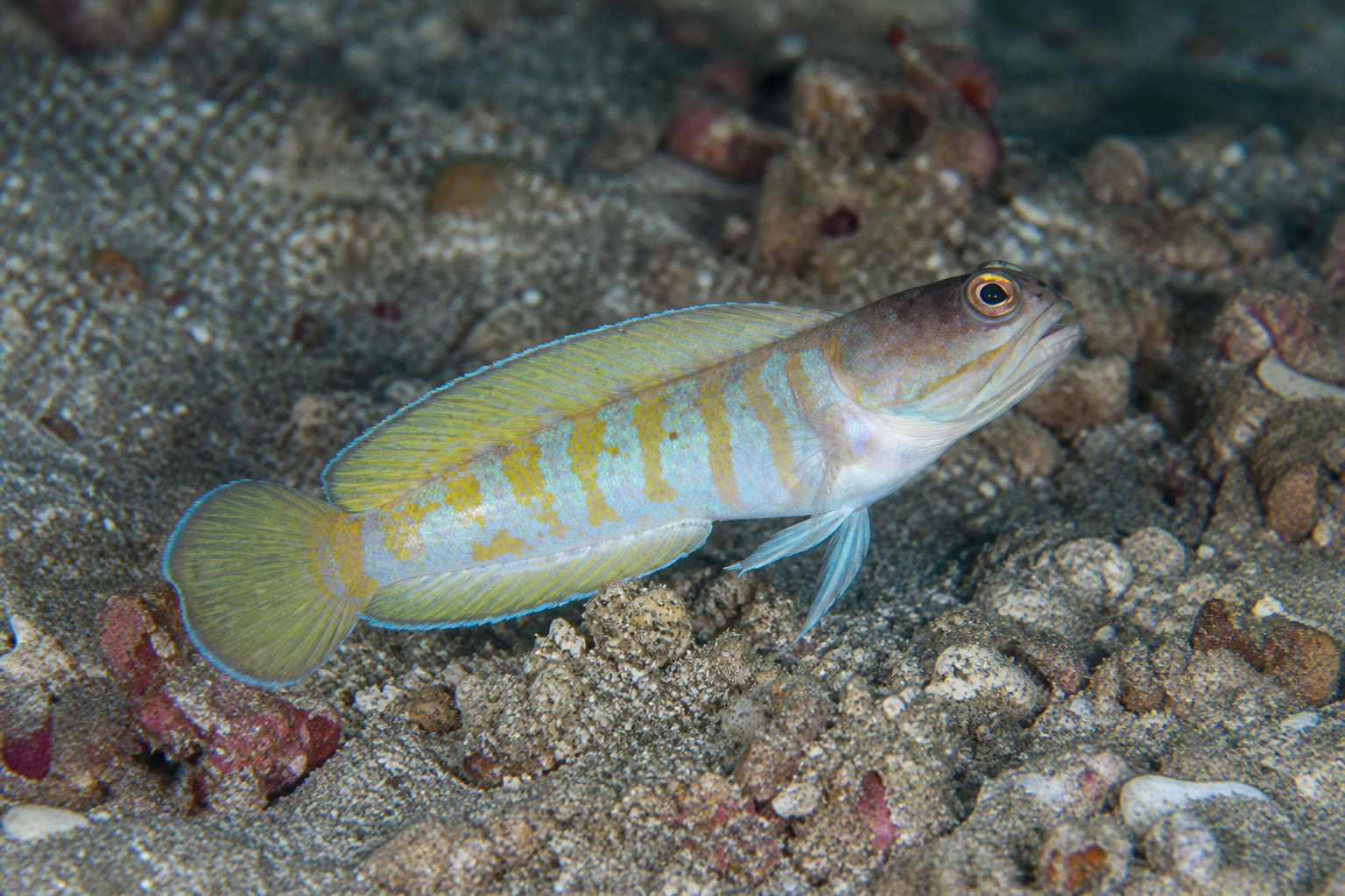 Peixe-mandíbula-de-Randall (Opistognathus randalli)
