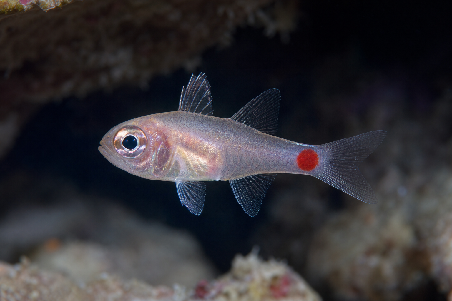 Pesce cardinale dalla macchia rossa (Ostorhinchus parvulus)