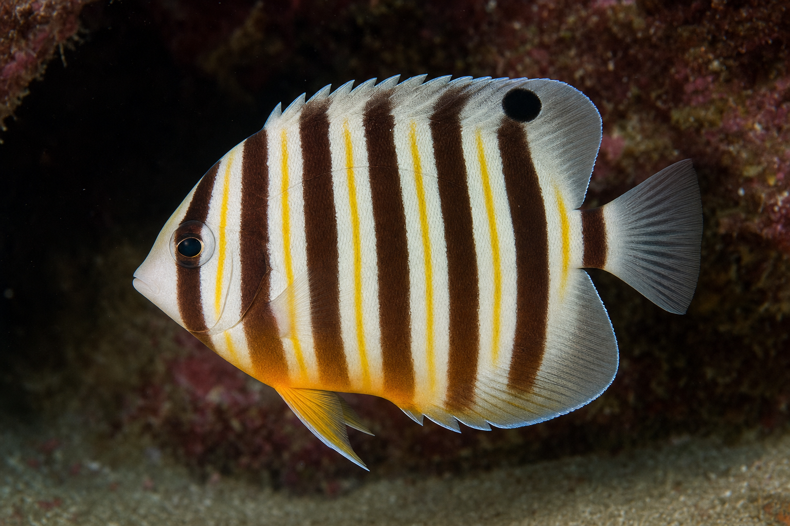 Pez ángel multibandas (Paracentropyge multifasciata)