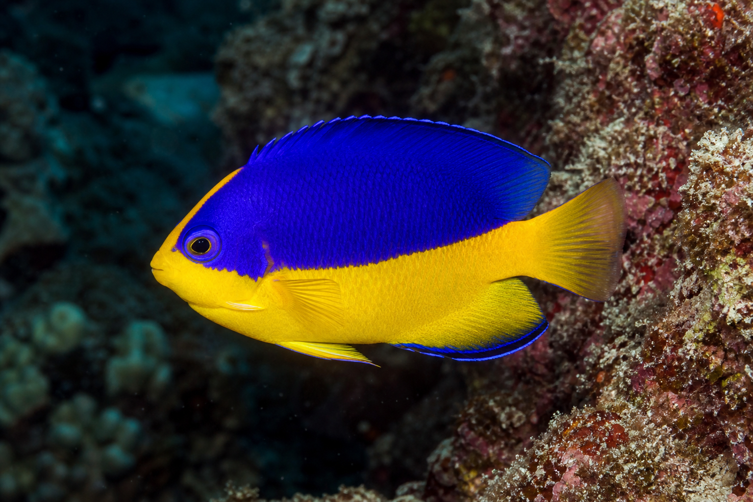 Venustus angelfish (Paracentropyge venusta)