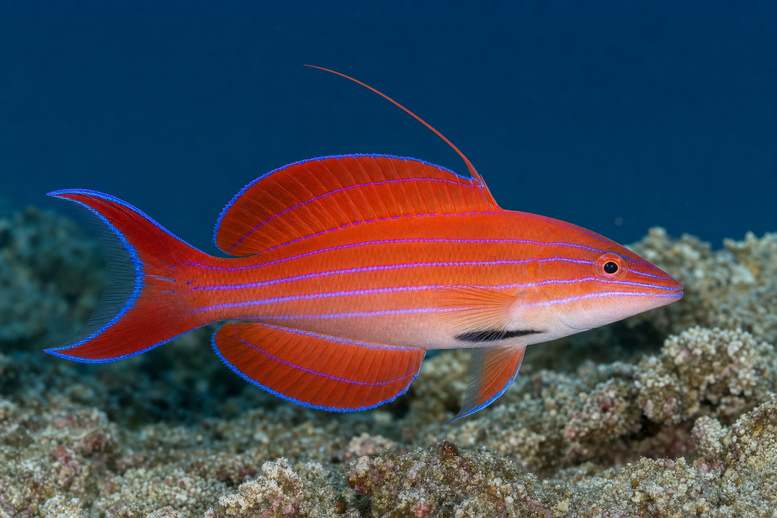 Labride flasher di McCosker (Paracheilinus mccoskeri)