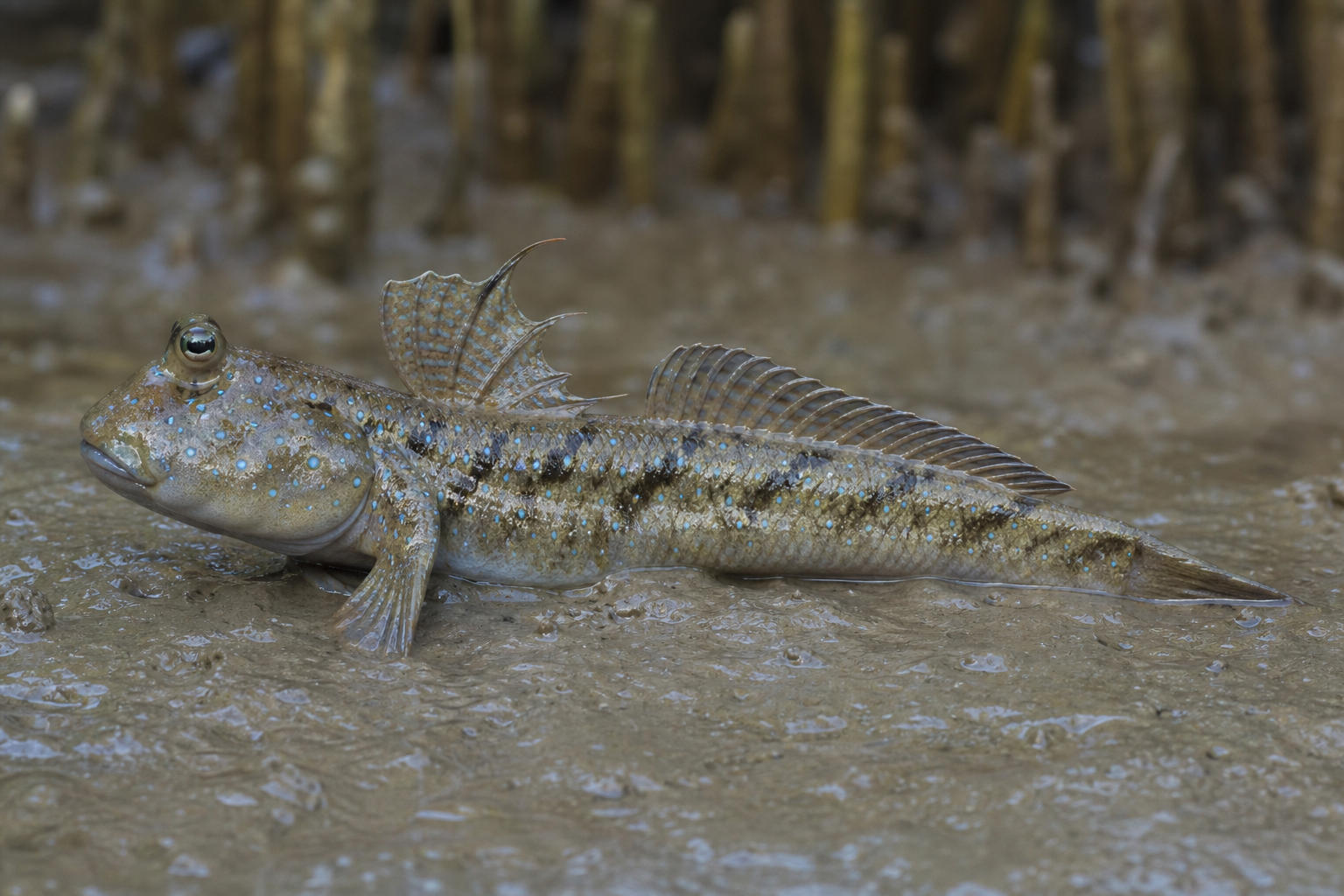 Atlantic Mudskipper