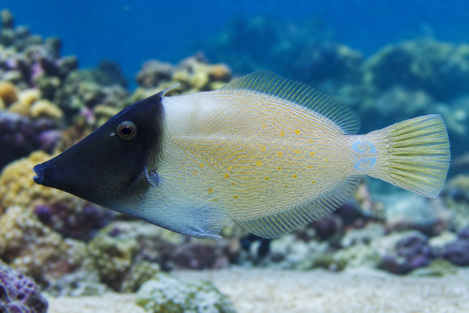 Blackheaded filefish