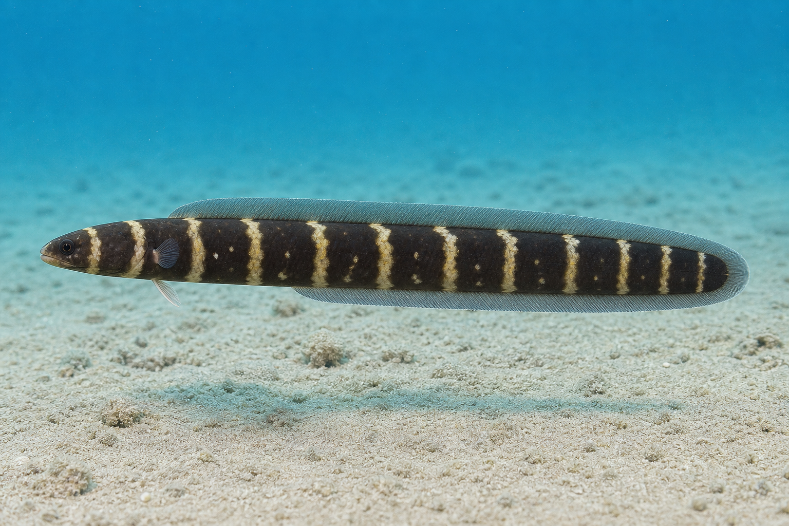 Ingenieursgrondel (Pholidichthys leucotaenia)