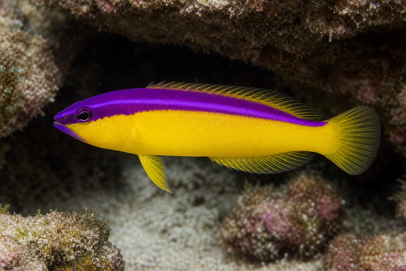 Dottyback diadema (Pictichromis diadema)