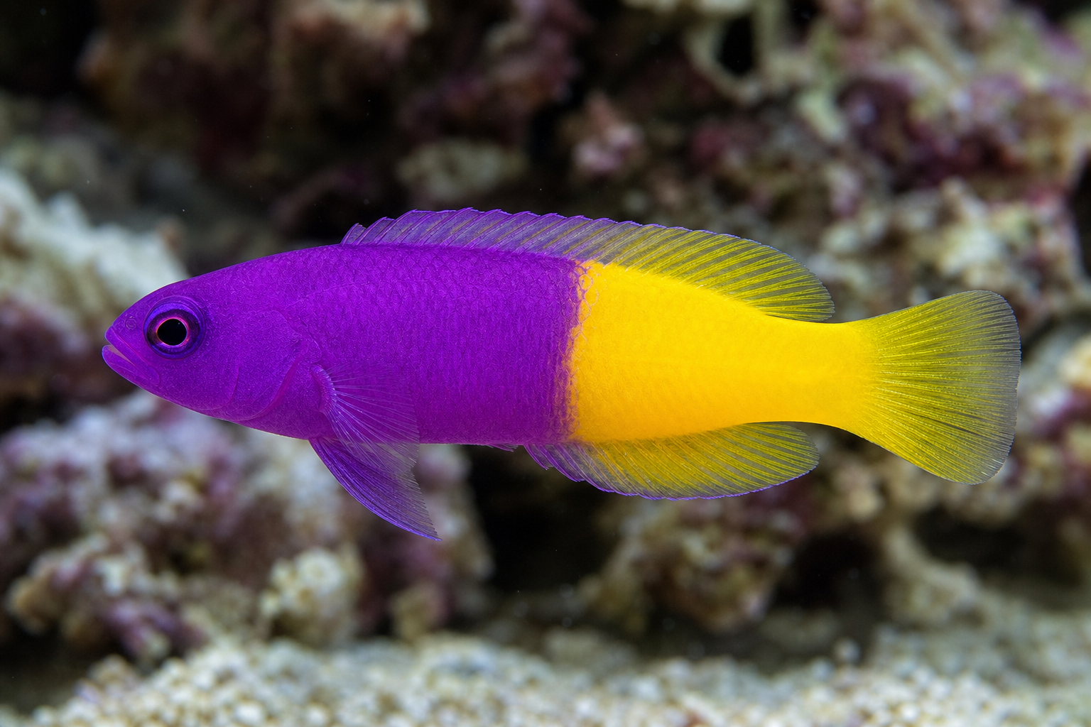 Dottyback reale (Pictichromis paccagnellae)