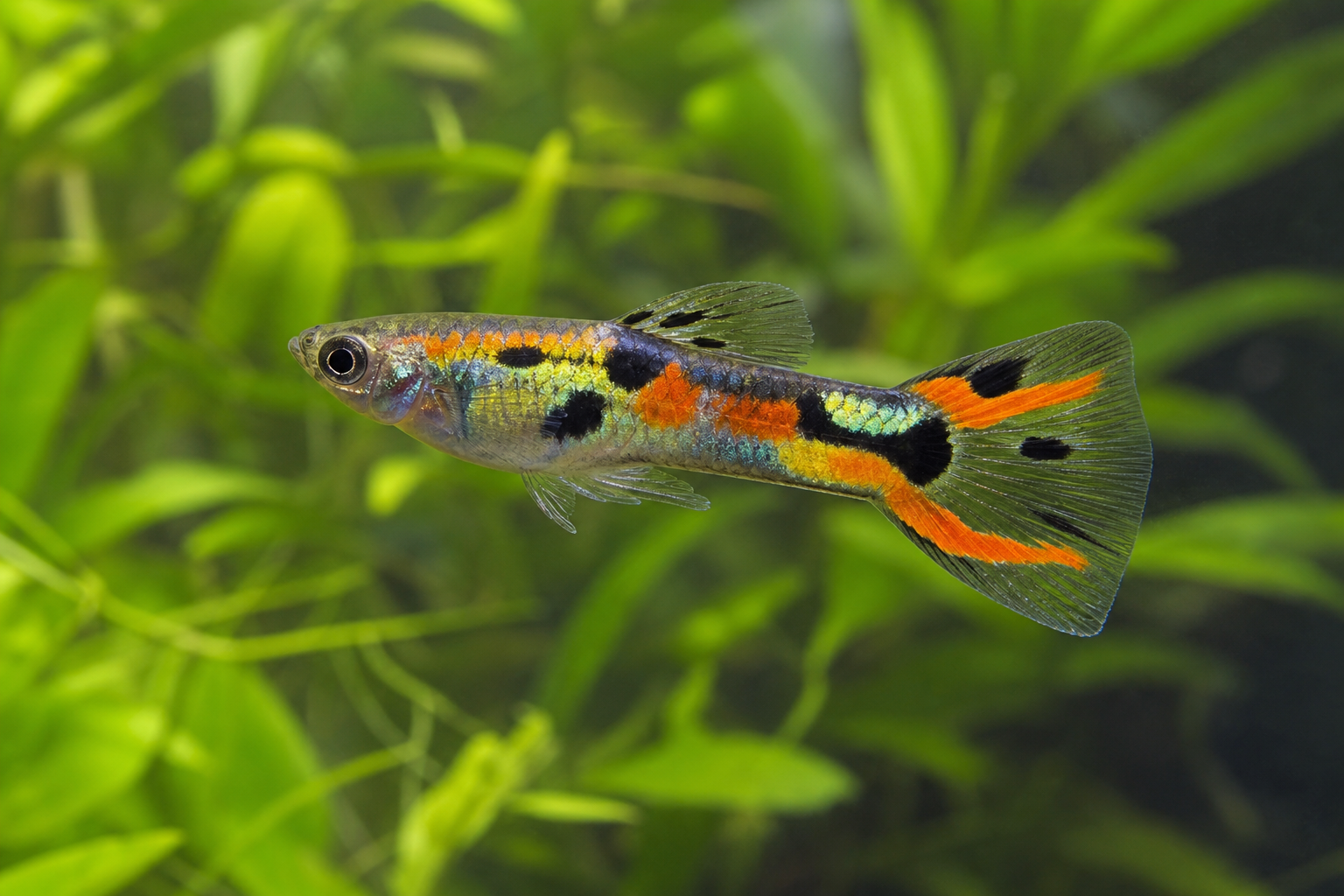 Endler's Livebearer (Poecilia wingei)